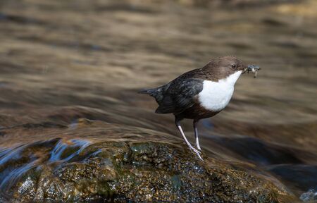 Dipper - Cinclus cinclus single bird on rock with food in its beak