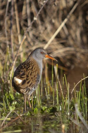 Water rail - Rallus aquaticus - aquatic bird
