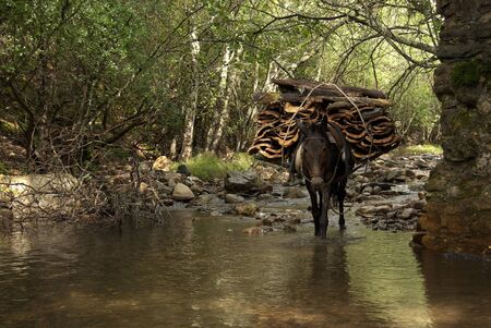 CORK OAK, TRANSPORTING HARVESTED CORK IN MULES (Quercus suber)の写真素材