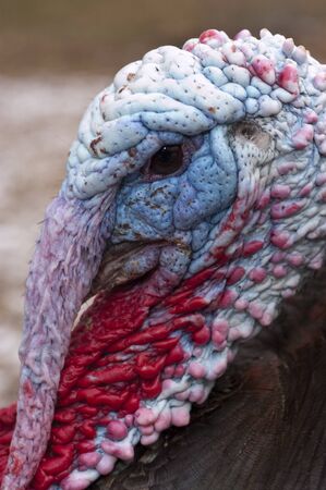Wild Turkey - Meleagris gallopavo male