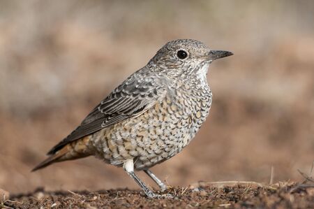 Common Rock Thrush - Monticola saxatilis female on the groundの写真素材