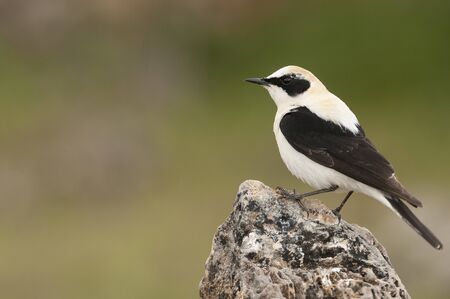 Black-eared Wheatear - Oenanthe hispanica perched on a rockの写真素材