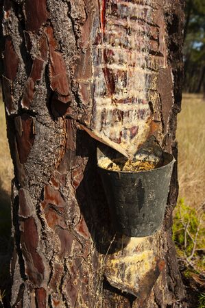 Harnessing resin Corsican pine Pinus pinaster, Pinewoods, Spainの写真素材