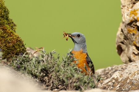 Common Rock Thrush in its habitat - Monticola saxatilisの写真素材