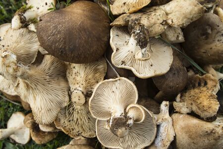 Pleurotus eryngii. Mushroom Thistle. Cardoncello mushroom freshly picked in the fieldの写真素材