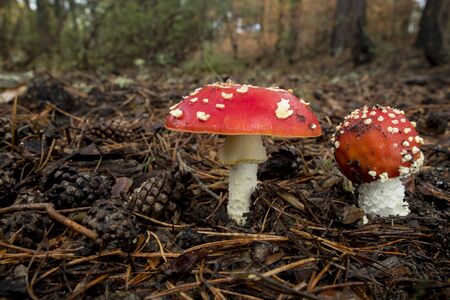 Amanita Muscaria, poisonous mushroom and natural hallucinogen from the forest, Red capped Magic Mushroomの写真素材