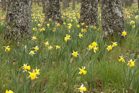 Wild daffodils - Narcissus pseudonarcissus in oak forestの写真素材