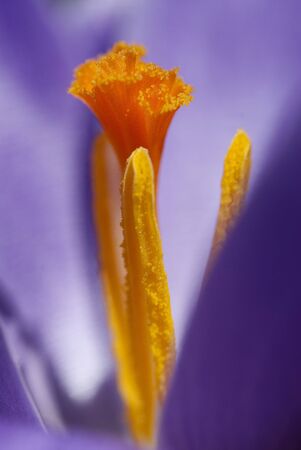 crocus vernus, flower detail, macro photography