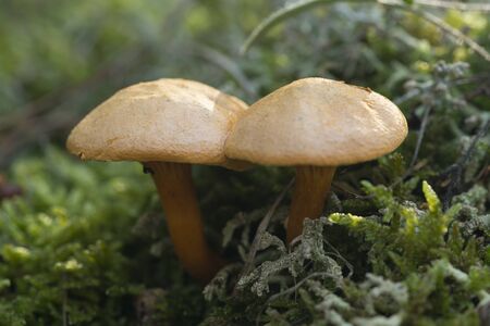 Mushrooms growing in the forest between moss and lichens, Autumnの写真素材