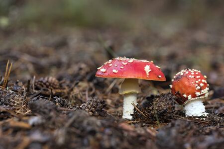 Amanita Muscaria, poisonous mushroom and natural hallucinogen from the forest, Red capped Magic Mushroomの写真素材