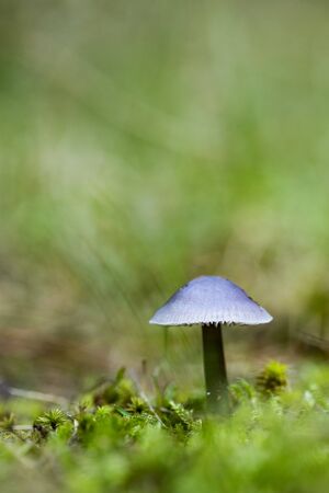 Mushrooms growing in the forest between moss and lichens, Autumnの写真素材
