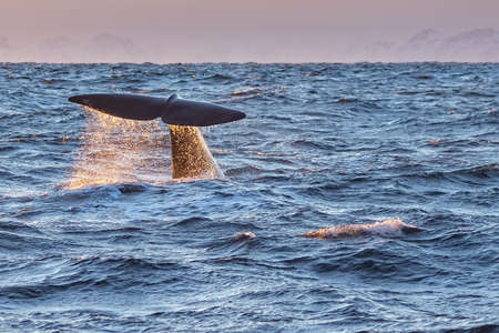 Tail of a sperm whale just before diving taken at sunriseの写真素材