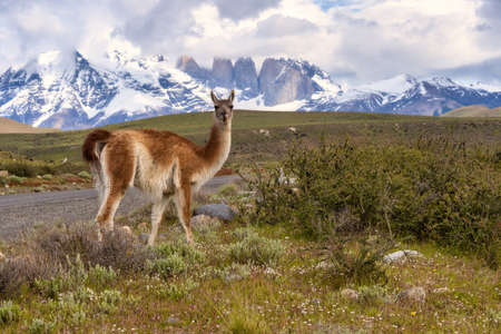 A guanaco eating with the views of Torres del Paine National Park in Chile in the backgroundの写真素材