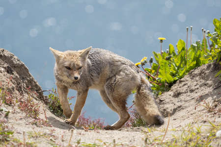 Portrait of a fuegian red fox on a beach near the seaの写真素材