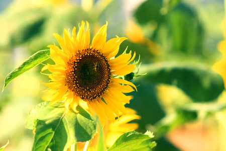 sunflowers in the parkの写真素材