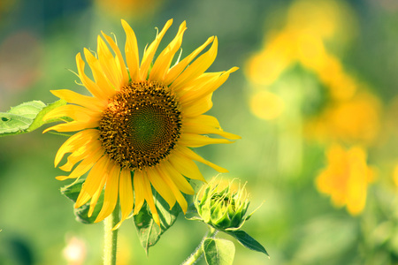 Flowers park, enjoy the blooming flower fields in sunflowers,beautify the environment.の写真素材