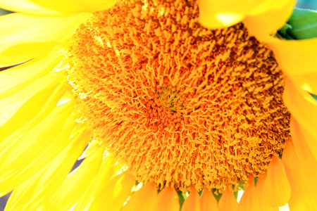 Flowers in the park, enjoy the blooming sunflower,  beautify the environment.の写真素材