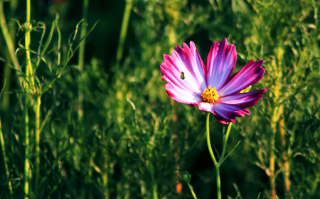 beautiful cosmos in the parkの写真素材