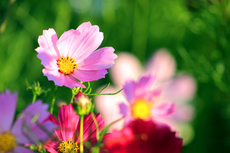 beautiful cosmos in the parkの写真素材