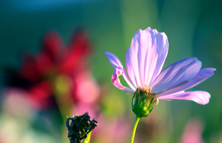 blooming colorful flowers in the park
