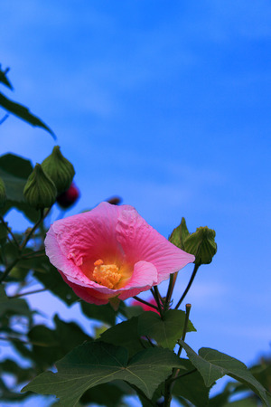 pink hibiscus flower in full bloomの写真素材