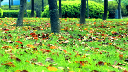 Autumn season, landscape, green lawn, yellow leaves, the wind falling.の写真素材