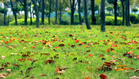 Autumn season, landscape, green lawn, yellow leaves, the wind falling.の写真素材