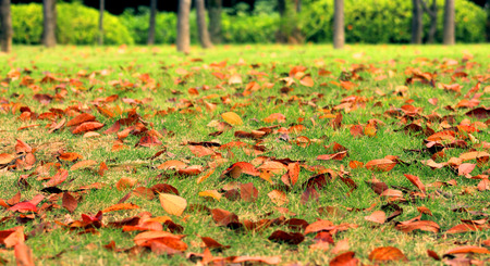 Autumn season, landscape, green lawn, yellow leaves, the wind falling.の写真素材