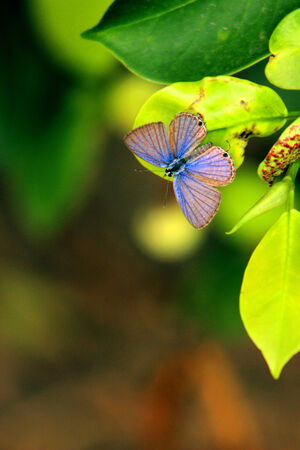 Green plants, animals, insects, a butterfly standing on the green leaf, harmonious ecological environment.の写真素材