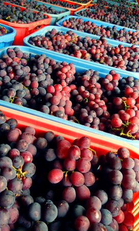Ripe grapesの写真素材