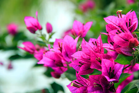 Bright brilliant bougainvilleaの写真素材