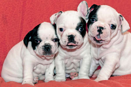 French bulldog babies with orange backgroundの写真素材