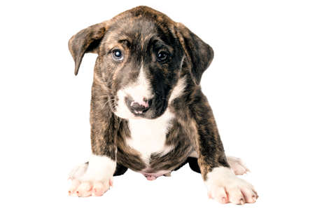 Bull terrier puppy on white background