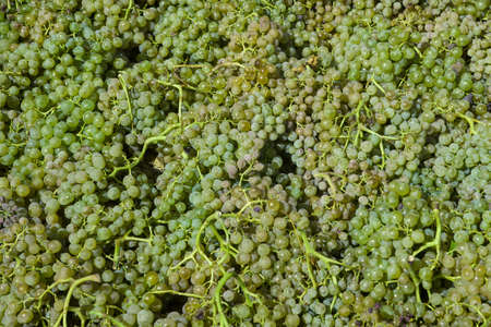 White grapes to make wine, freshly harvested from the vineyard.