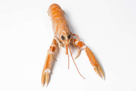 crayfish on white backgroundの写真素材