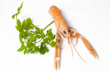 crayfish on white backgroundの写真素材