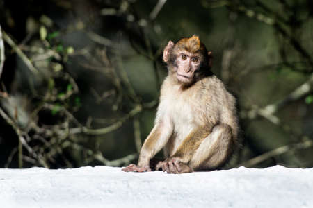 Barbary macaque in Gibraltar, the only place in Europe to live in freedom.の写真素材