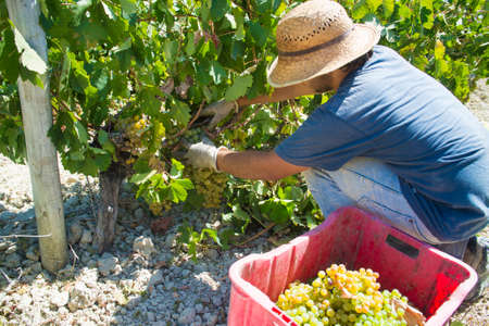 JEREZ DE LA FRONTERA, SPAIN - AUGUST 21: People doing manually harvest of white wine grapes on aug 21, 2014 in Jerez de la fronteraのeditorial素材