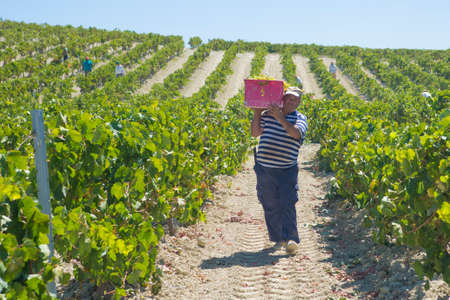 JEREZ DE LA FRONTERA, SPAIN - AUGUST 21: People doing manually harvest of white wine grapes on aug 21, 2014 in Jerez de la fronteraのeditorial素材