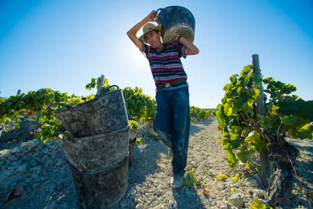 JEREZ DE LA FRONTERA, SPAIN - AUGUST 26: People doing manually harvest of white wine grapes on aug 26, 2014 in Jerez de la fronteraのeditorial素材