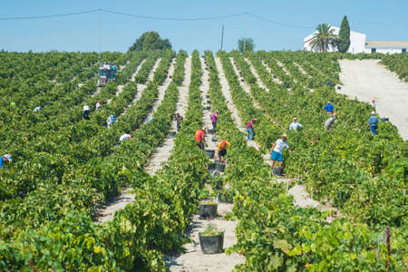 JEREZ DE LA FRONTERA, SPAIN - AUGUST 26: People doing manually harvest of white wine grapes on aug 26, 2014 in Jerez de la fronteraのeditorial素材