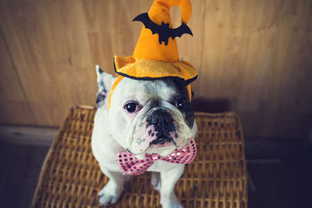 Portrait of French bulldog with hat halloween Portrait of French bulldog with hat halloween