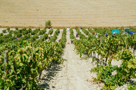 JEREZ DE LA FRONTERA, SPAIN - AUGUST 21: People doing manually harvest of white wine grapes on aug 21, 2014 in Jerez de la fronteraのeditorial素材