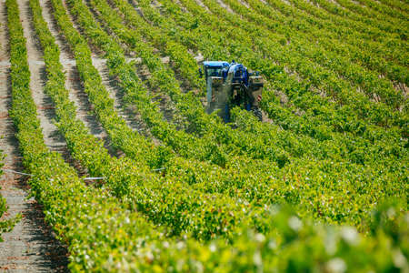 JEREZ DE LA FRONTERA, SPAIN - AUGUST 21: Landscape of mechanical harvest in the vineyard of white wine grapes on aug 21, 2014 in Jerez de la fronteraのeditorial素材