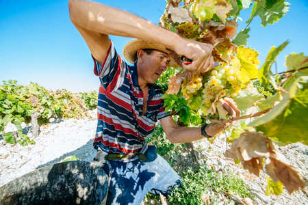 JEREZ DE LA FRONTERA, SPAIN - AUGUST 21: People doing manually harvest of white wine grapes on aug 21, 2014 in Jerez de la fronteraのeditorial素材