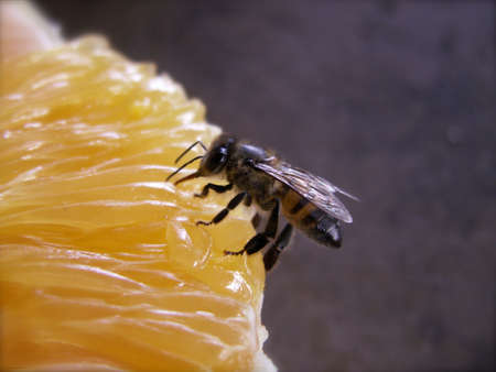 African Honeybee on Orangeの写真素材