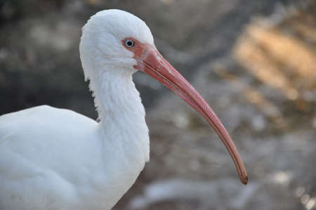White Ibisの写真素材