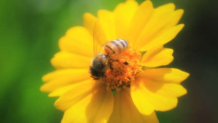 flower garden