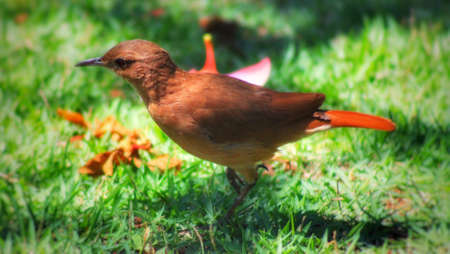 Brazilian bird