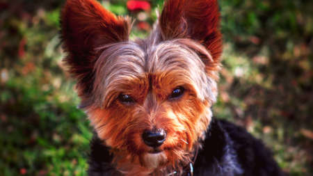 Pet dogの写真素材